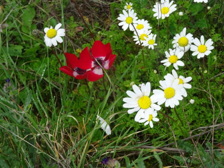 Kronen-Anemonen (Anemone coronaria) in leuchtendem Rot, die von wei�en Kamillen (Matricaria chamomilla) umgeben sind. 