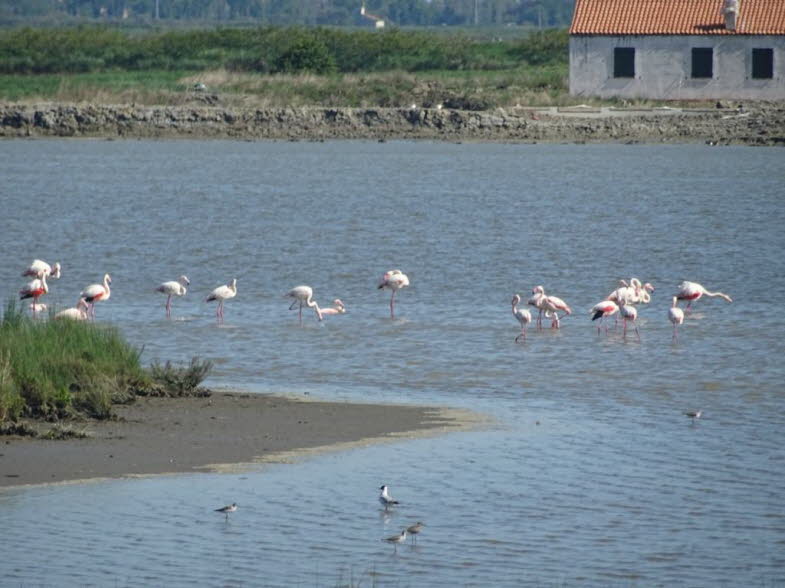 Die �sthetische Evolution der Serie: Vom Watt (Brandgans/Austernfischer) zu den Flamingos � eine Bewegung durch Bildsprachen. 1. Phase 1 � Die Wattv�gel: Die Welt der Kontraste und der Erdung (Brandgans, Austernfischer) �sthetische Grundform: harte Schwar