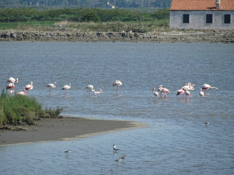 Die �sthetische Evolution der Serie: Vom Watt (Brandgans/Austernfischer) zu den Flamingos � eine Bewegung durch Bildsprachen. 1. Phase 1 � Die Wattv�gel: Die Welt der Kontraste und der Erdung (Brandgans, Austernfischer) �sthetische Grundform: harte Schwar