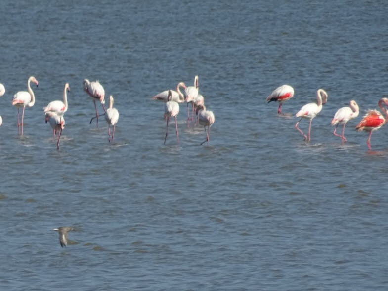 Flamingos mit fliegender M�we