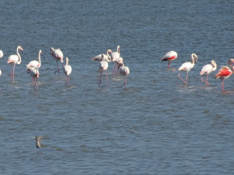 Flamingos mit fliegender M�we
