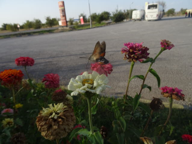 Der Kolibri, der ein Schmetterling ist