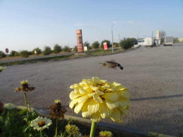 hnlich wie Bienenschwrmer im Flug, aber der Kolibrischwrmer hat orangebraune Hinterflgel, die im Flug sichtbar sind. Es hat graubraune Vorderflgel und einen schwarz-wei karierten Krper.