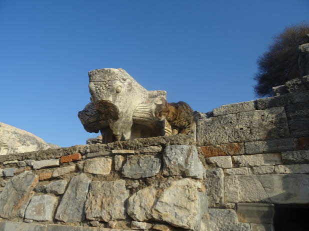 Auf dem Foto sieht man eine wunderbar stille, fast humorvolle Szene. Hier die wichtigsten Elemente: 1. Ein altes Steinbauwerk: Grob behauene, wettergegerbte Steine, vermutlich Teil einer historischen Mauer oder eines Tempels. Die Struktur wirkt antik � vi