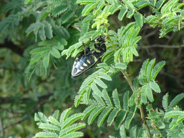 Sternocera orissa, gebruchlicher Name: Riesenprachtkfer, ist eine Kferart aus der Familie der Buprestidae. Biolib Beschreibung Sternocera orissa kann eine Lnge von etwa 35 cm erreichen. Die Grundfarbe der Flgeldecken ist grnlich-schwarz oder blulic&