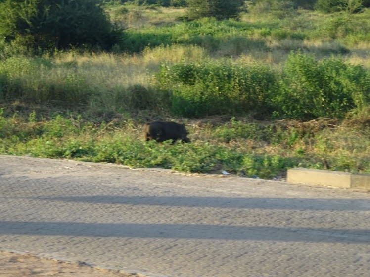 Warzenschwein an der Grenze