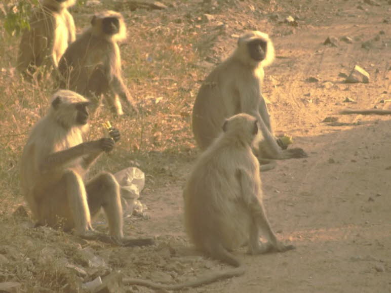 In Tempeln�he warten diese Affen auf Futter.