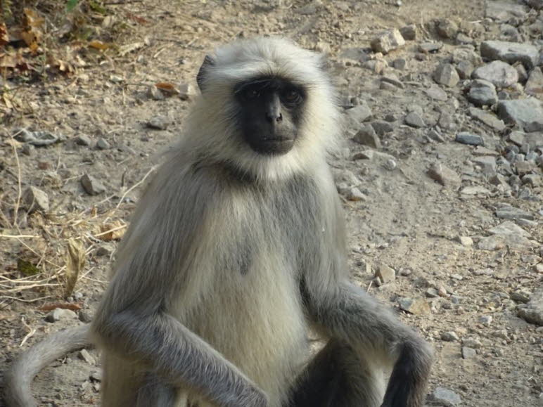 Der S�dliche Hanuman-Langur (Semnopithecus priam) geh�rt zur Gruppe der Schlankaffen und ist eine von sechs Arten, die in der Untergattung Hanuman-Languren innerhalb der Gattung Semnopithecus (Indische Languren) klassifiziert werden.