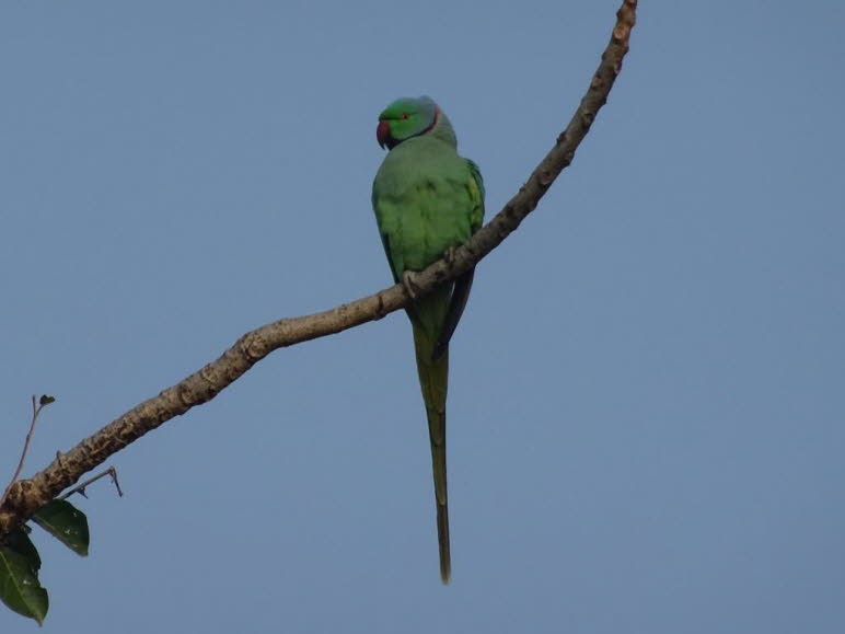 Der Halsbandsittich ist in Afrika sowie in L�ndern S�dasiens heimisch. Die Gr��e der Sittiche variiert zwischen 37 und 43 Zentimetern. Erwachsene Tiere haben Schwanzfedern von 18 bis 23 cm L�nge. Die M�nnchen weisen eine gr�ne Farbe mit einer schwarzen Ke
