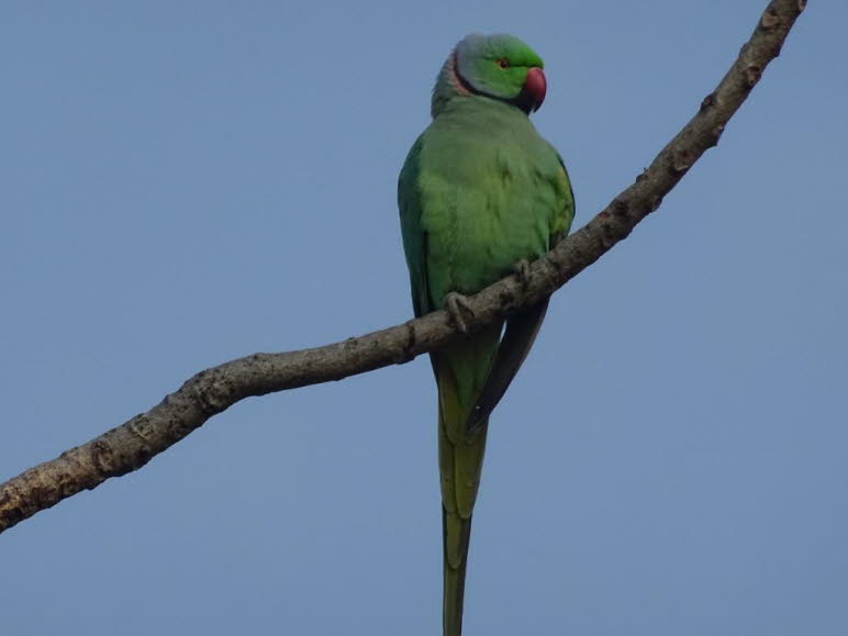Verhalten: Halsbandsittiche sind aufgrund ihres lauten, fr�hlichen Gem�ts kaum zu �bersehen. Vor allem au�erhalb der Fortpflanzungszeit rufen sie viel und mit hoher Lautst�rke, zudem fliegen sie zwischen den Baumkronen umher. Br�tende Paare hingegen agier
