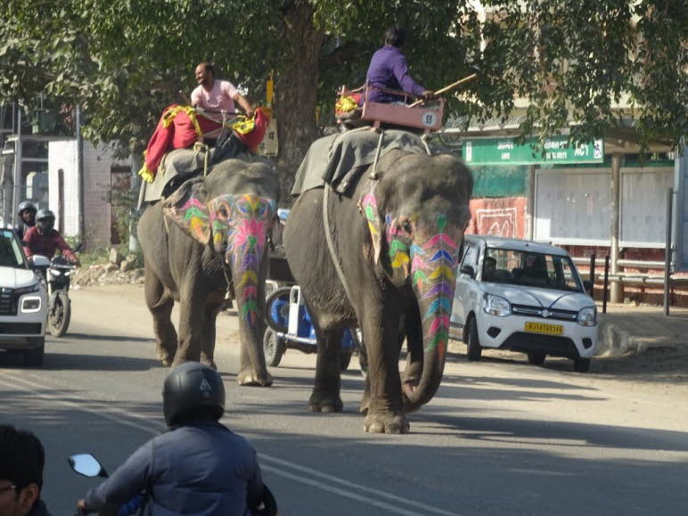 Das Bild zeigt einen Moment w�hrend einer Elefantenfahrt in Jaipur, Indien, wahrscheinlich auf dem Weg zum Amber Fort. Diese Elefanten sind typischerweise geschm�ckt und tragen S�ttel f�r Touristen. Jaipur ist bekannt f�r seine Elefantenreittouren, die ei