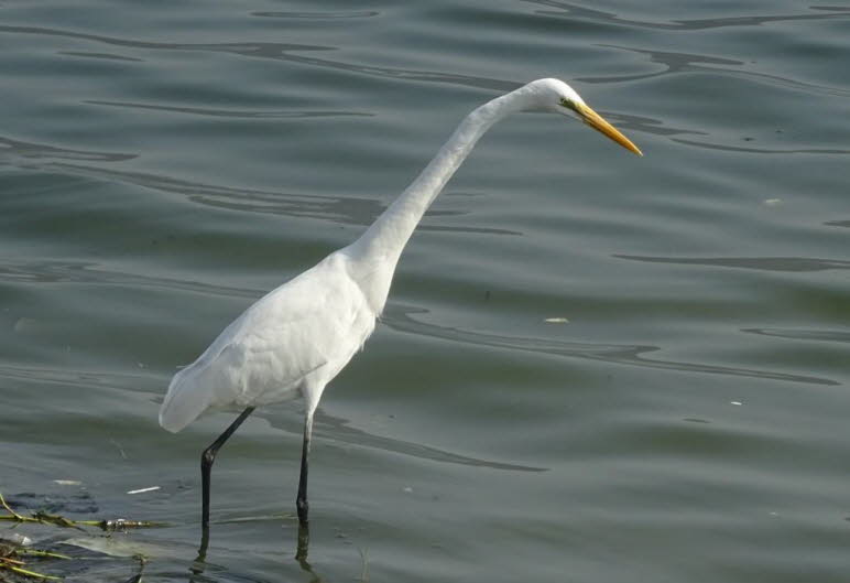Silberreiher