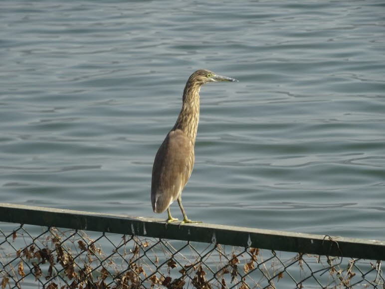 Der Vogel auf dem Bild ist ein Paddyreiher (Ardeola grayii), auch bekannt als Indischer Teichreiher. Es handelt sich um einen kleinen, gedrungenen Reiher mit einer K�rperl�nge von maximal 45 cm. Im Schlichtkleid ist sein R�cken schilfbraun gef�rbt, wodurc
