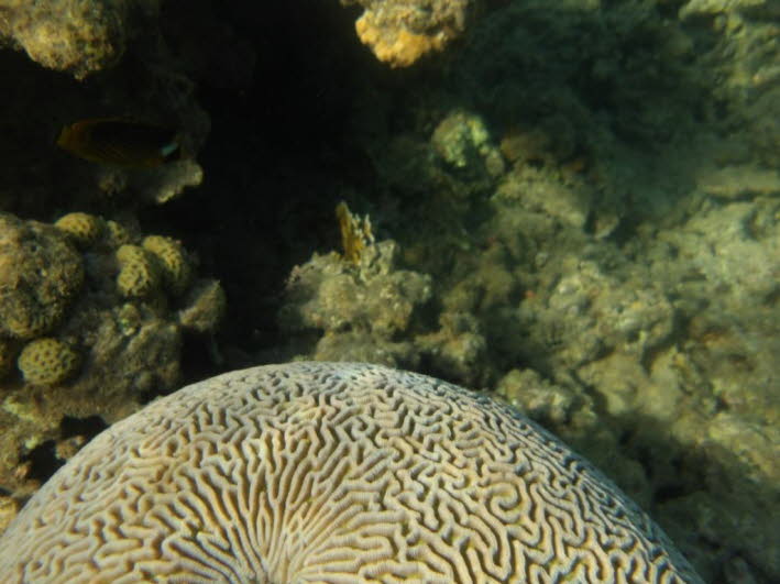 Das Bild zeigt eine Hirnkoralle, genauer gesagt eine Gro�e Rillenhirnkoralle (Colpophyllia natans) (2)