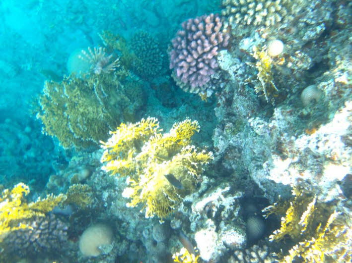 Das Bild zeigt eine Korallenformation, die wahrscheinlich aus Elchgeweihkoralle (Acropora palmata) besteht