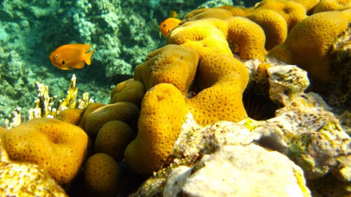 Das Bild zeigt einen gelben Bohrschwamm (Cliona celata), der in einem Korallenriff lebt