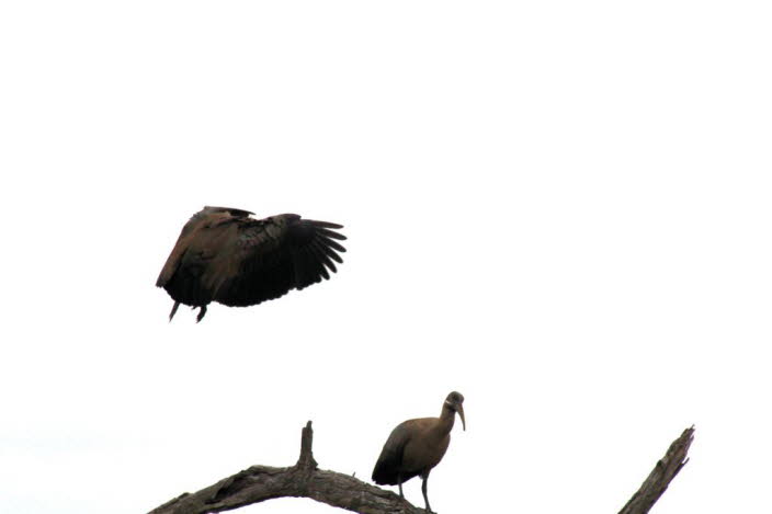 Der afrikanische heilige Ibis 