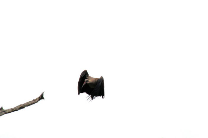 Der afrikanische heilige Ibis 
