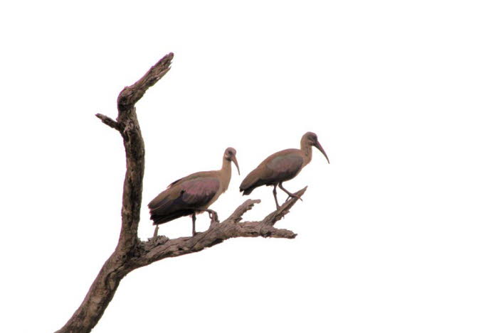 Der afrikanische heilige Ibis 