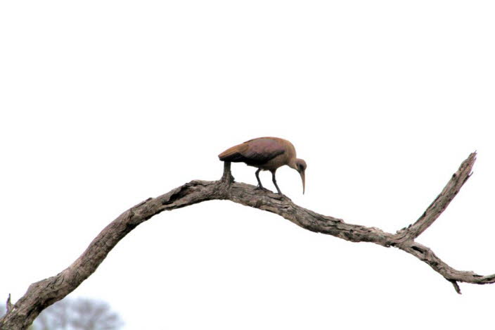 Der afrikanische heilige Ibis 