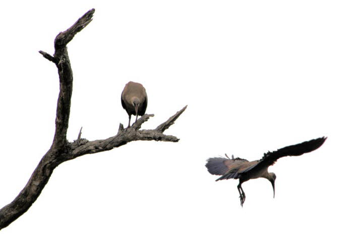 Der afrikanische heilige Ibis
