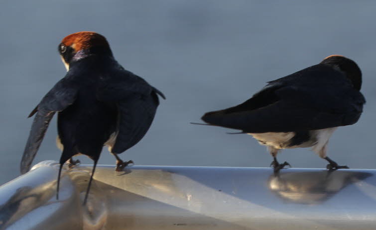 Die Rotkappenschwalbe ist eine Vogelart aus der Familie der Schwalben.