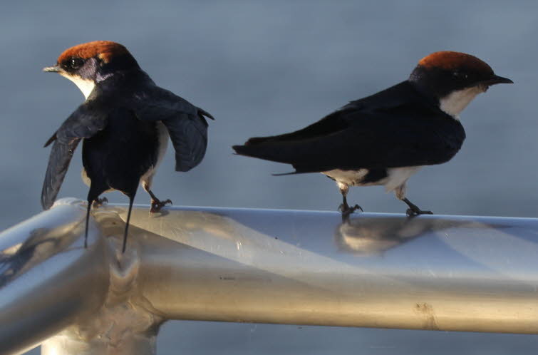 Die Rotkappenschwalbe ist eine Vogelart aus der Familie der Schwalben. Der Vogel kommt in Subsahara-Afrika und in Sdostasien vor. 
