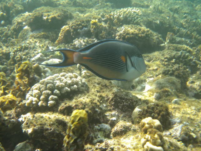 Arabischer-Doktorfisch: Der Arabische Doktorfisch (Acanthurus Sohal) ist ein Bewohner des Roten Meeres, der bis zu 40 cm gro wird. Seine aufflligen blauen und weien horizontalen Streifen haben ihn zu dem gemacht, was viele als den Aushngeschild fr 