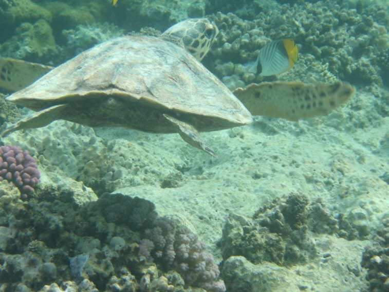 Echte Karettschildkr�te (Eretmochelys imbricata):Merkmale dieser Art: Kopf: Sie besitzt einen schmalen, spitz zulaufenden Schnabel, der an einen Vogelkopf erinnert. Panzer: Der braun-gelb gemusterte R�ckenschild hat deutlich �berlappende Hornschuppen und 