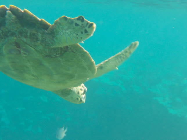 Echte Karettschildkrte: Karettschildkrten sind Allesfresser und fressen auch Weichtiere, Meeresalgen, Krebstiere, Seeigel, Fische und Quallen. Ihre harten Panzer schtzen sie vor vielen Raubtieren, aber sie fallen dennoch groen Fischen, Haien, Krokodil