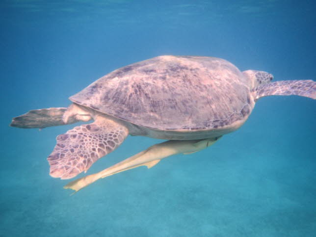 Echte Karettschildkrte hawksbill turtle mit Schiffshalter Fischen (2)