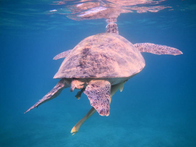 Echte Karettschildkrte hawksbill turtle mit Schiffshalter Fischen