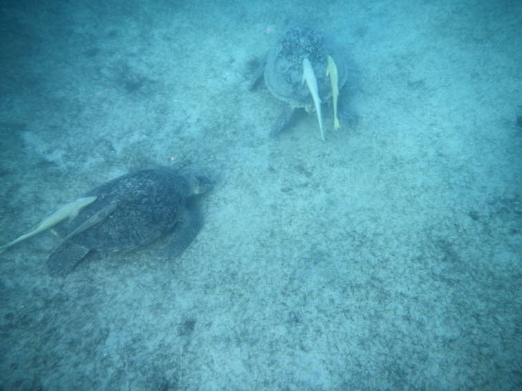 Echte Karettschildkr�ten hawksbill turtles mit Schiffshalter Fischen