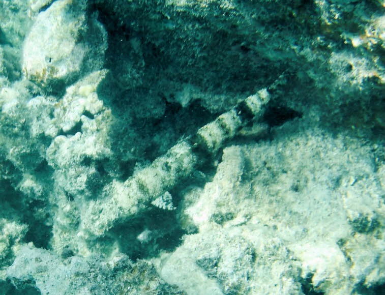 Eidechsenfisch (Synodus variegatus): Lebensraum: Umgebung: Sie leben fast ausschlie�lich bodenorientiert (benthisch) in tropischen und subtropischen Meeren. Man findet sie besonders h�ufig in flachen Korallenriffen, Lagunen und Riffplateaus. Untergrund: S