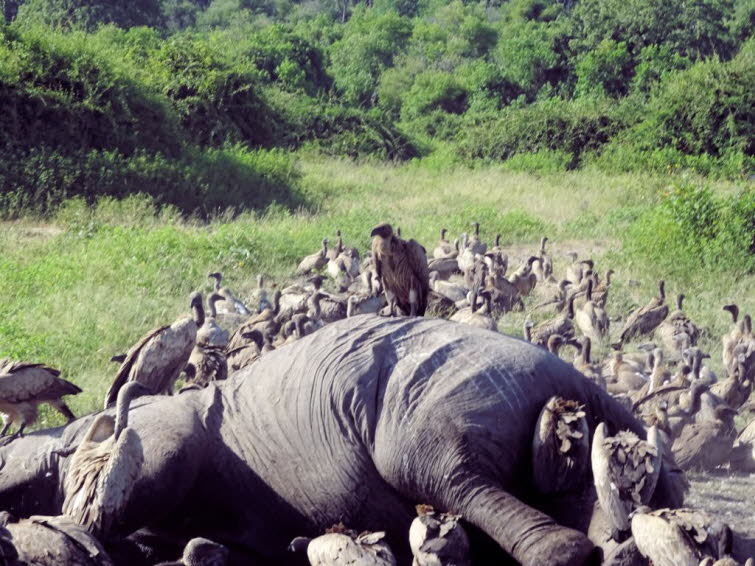Ein toter Elefant wird von Weissr�ckengeiern und einem Maraboustorch  gefressen 