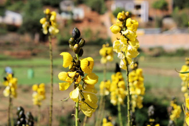 Eine blhende Popcorn - Senna didymobotrya Cassia Pflanze