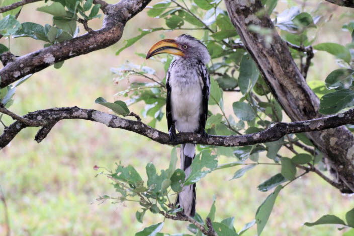 Der Afrikanische Rattenhornvogel (Lophoceros fasciatus) ist ein Vogel aus der Familie der Nashornvgel, einer Familie tropischer Sperlingsvgel, die in der Alten Welt vorkommen. Der Trauerschnabelvogel ist in weiten Teilen quatorialafrikas, von Gambia bi
7