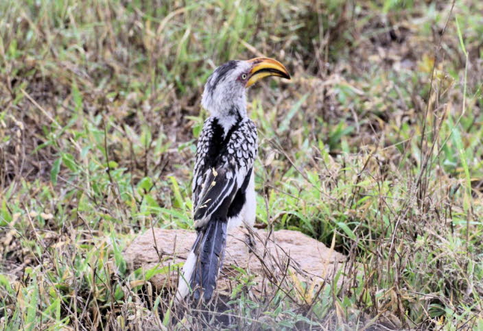 Der Vogel wird auch fliegende Banane genannt. Der Gelbschnabeltoko (Tockus flavirostris) oder stliche Gelbschnabeltoko ist eine Vogelart, die zu den Nashornvgeln (Bucerotidae) gehrt und die im stlichen Subsahara-Afrika vorkommt. Wie alle Arten der Gat
: