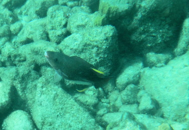 Europ�ischer Papageifisch: Aussehen: Der Fisch besitzt einen l�nglichen K�rper mit einer markanten Gelbf�rbung am Kopf. Ern�hrung: Er ern�hrt sich haupts�chlich von Algen, die er von Felsen und Steinen abkratzt. Vorkommen: Diese Art ist im Mittelmeer und 