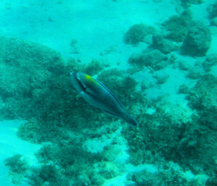 Europ�ischer Papageifisch