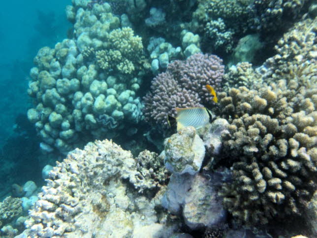 Fhnchen-Falterfisch Cross-stripe Butterfly: Fhnchen-Falterfisch (Chaetodon auriga)Die Fischart Chaetodon auriga ist im Englischen unter vielen verschiedenen gebruchlichen Namen bekannt, darunter Threadfin Butterflyfish, Threadfin Butterfly, Threadfin C