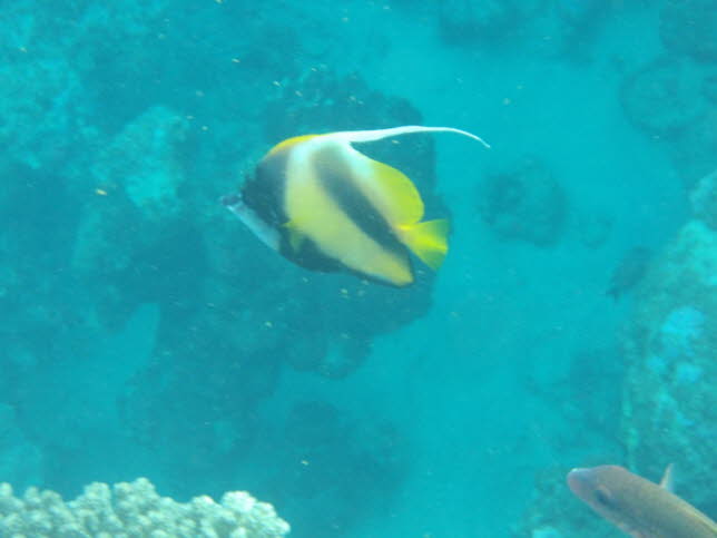 Langflossenfledermausfisch: Fledermausfisch: Physikalische Eigenschaften: Erwachsene werden ungefhr 70 cm lang. Der Krper ist abgerundet und stark zusammengedrckt. Erwachsene haben einen knchernen Buckel auf ihrer Stirn und ihre Rcken- und Afterfloss