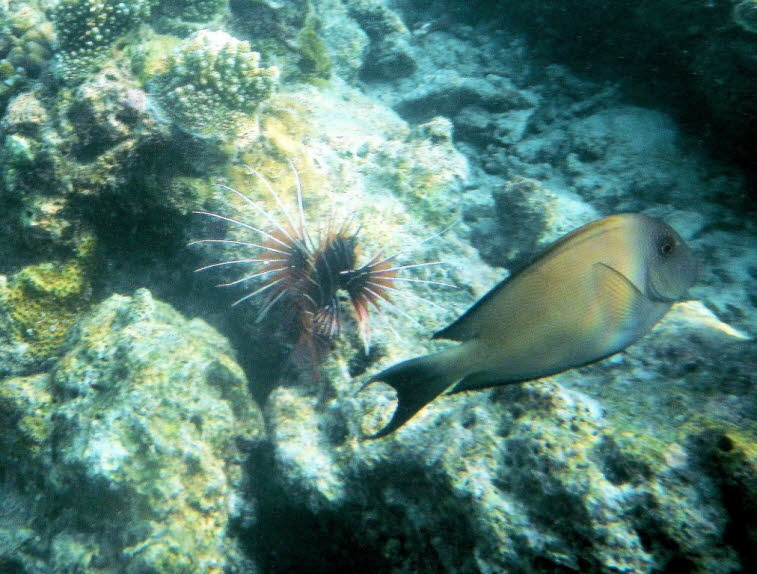 Feuerfisch