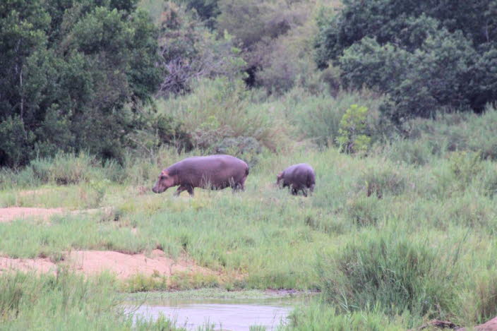 Das Nilpferd ist ein amphibisches Sugetier, das im Herzen der Feuchtgebiete Afrikas vorkommt. Diese semi-aquatischen Lebewesen leben in und um Seen, Flsse und Graslandsmpfe. Es gibt zwei Arten von Flusspferden, das Flussflusspferd (Hippopotamus amphibi
_