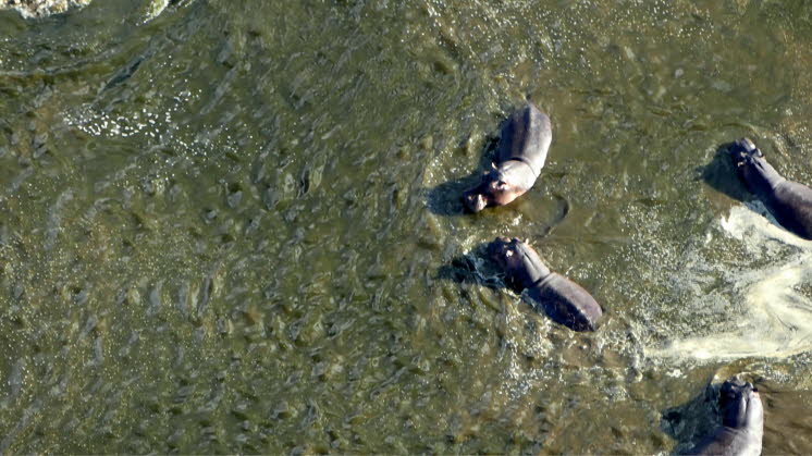 Flusspferde