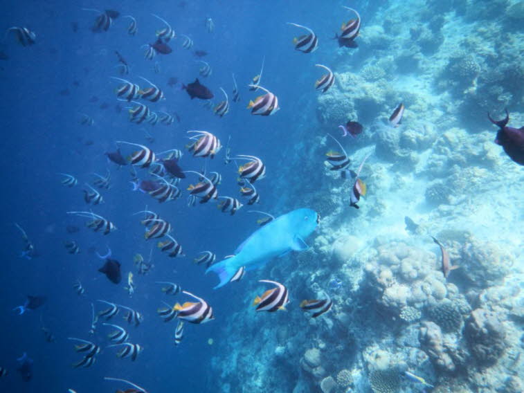 Franzosen Kaiserfische