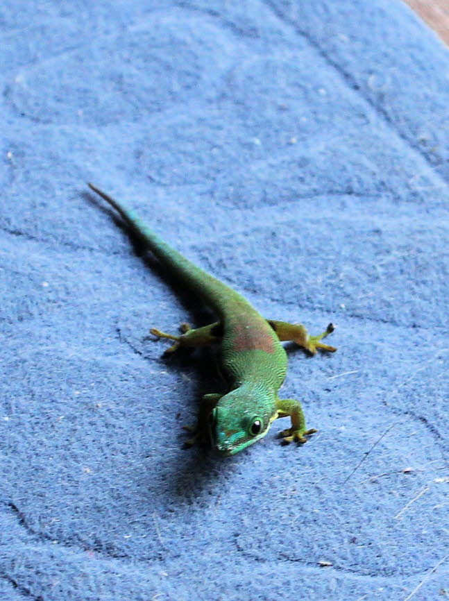 Der Goldstaub-Taggecko (Phelsuma laticauda, Syn.: Pachydactylus laticauda) ist eine tagaktive Geckoart. Sie ist im Norden Madagaskars und auf den Komoren beheimatet. Dieser Gecko bewohnt Bume und Huser.  Mit einer Kopf-Rumpf-Lnge von bis zu 5 cm zhlt 