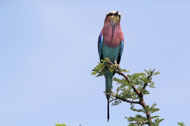 Gabelracke