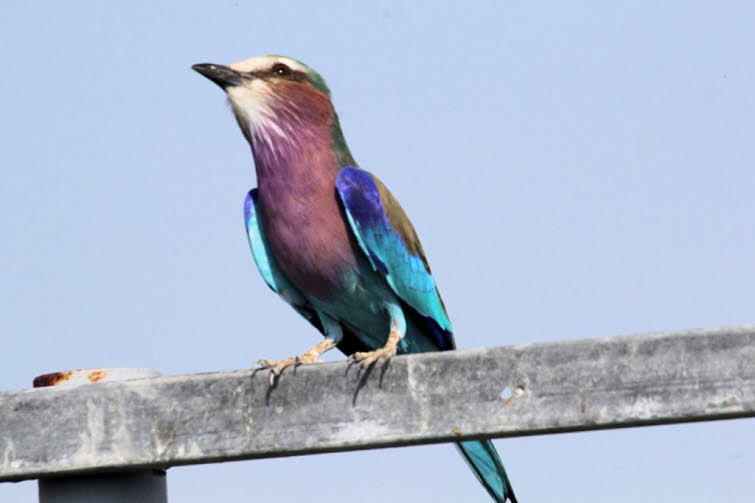 Gabelracke im Etoshapark in Namibia