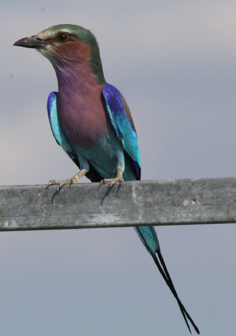 Gabelracke im Etoshapark in Namibia